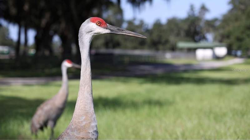 0 bedroom Farm at 5540 SE 157th Street Road #(Option 1), Silverleaf Hills, Summerfield — photo 4