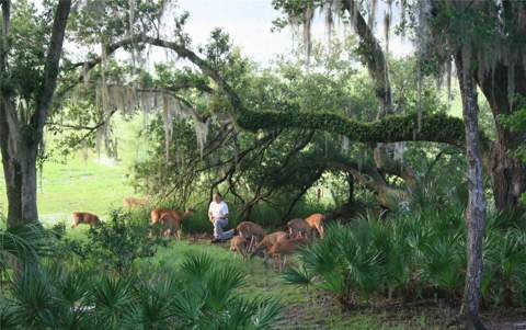 1016 Lakeside Dr. Drive, Apopka FL - photo 10 of 64
