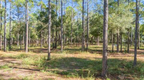 24250 Deep Springs Loop, Eustis FL - photo 9 of 11