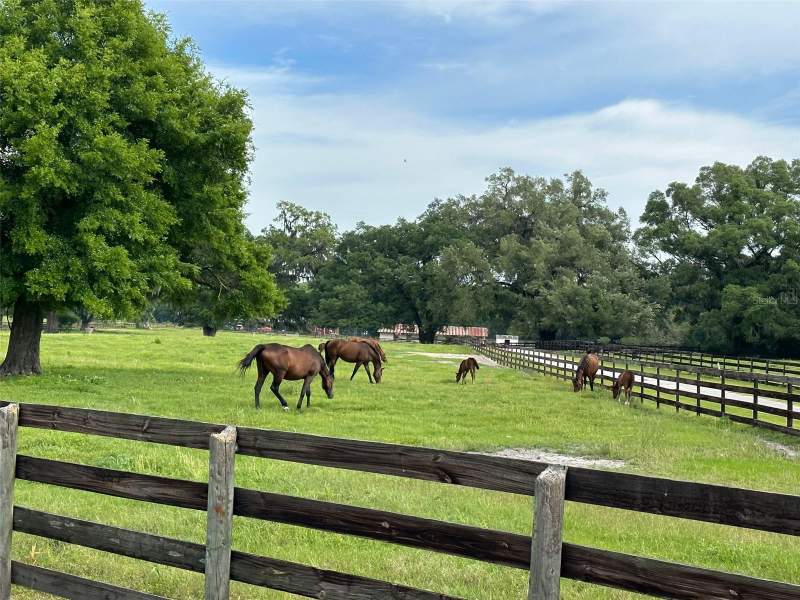 4 bedroom Farm at 4101 NW 89th Place, Ocala, Ocala — photo 5