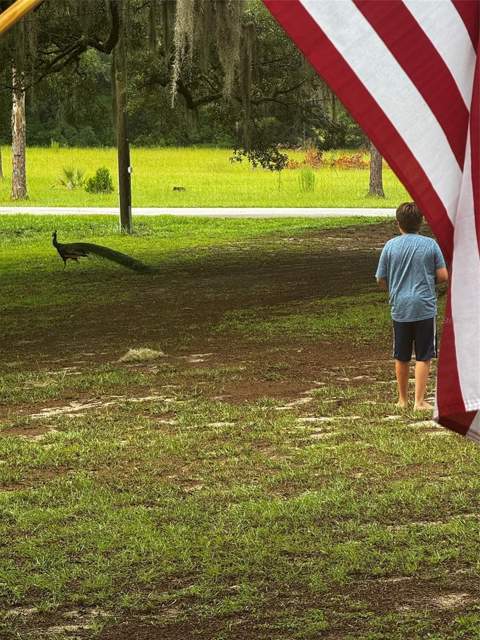 10615 SE 142nd Avenue Road, Ocklawaha FL - photo 6 of 6