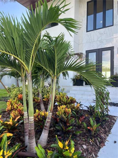 3420 Channelside Court, Safety Harbor FL - photo 13 of 97