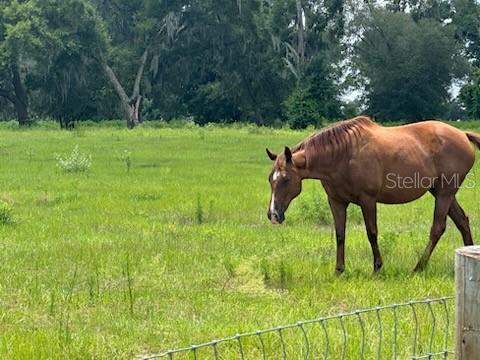 3 bedroom Farm at 14854 NE Jacksonville Road, Citra, Citra — photo 5