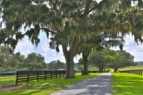 13450 NW Gainesville Road, Reddick FL - photo 6 of 6