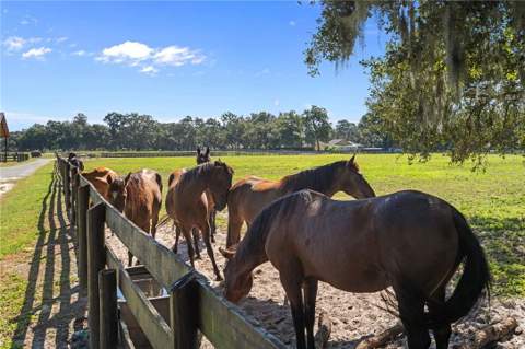 17454 S Highway 475, Summerfield FL - photo 6 of 6