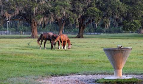 12870 W Highway 40, Ocala FL - photo 6 of 6