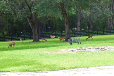 6012 NW 168th Street, Alachua FL - photo 24 of 28