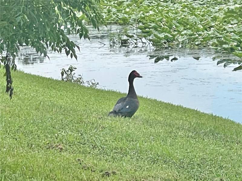 2 bedroom Condominium at 145 N Pearl Lake Causeway #112, Cove At Pearl Lake, Altamonte Springs — photo 3