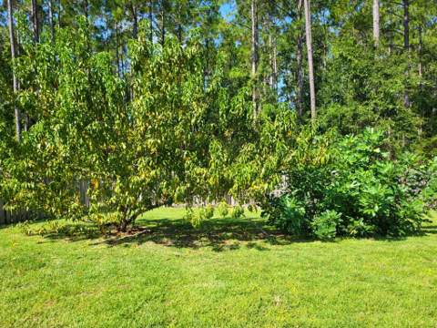 28 Manchester Drive, Crawfordville FL - photo 8 of 9