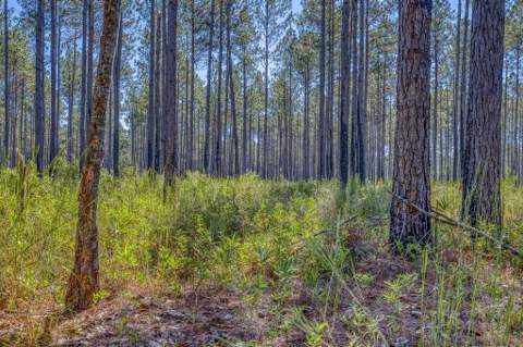 1650 Bear Bay Flats Rd Road, Laurel Hill FL - photo 19 of 157