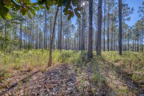 1650 Bear Bay Flats Rd Road, Laurel Hill FL - photo 20 of 157