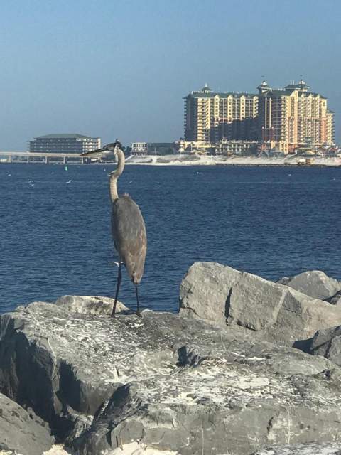 445 Gulf Shore Drive #201, Destin FL - photo 23 of 28