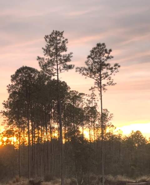 40 Acres Waverly Orchard Circle, Freeport FL - photo 18 of 24