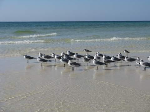 1515 SE Miracle Strip Parkway #503, Fort Walton Beach FL - photo 24 of 24