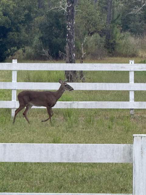 424 N Church Street, Santa Rosa Beach FL - photo 24 of 39