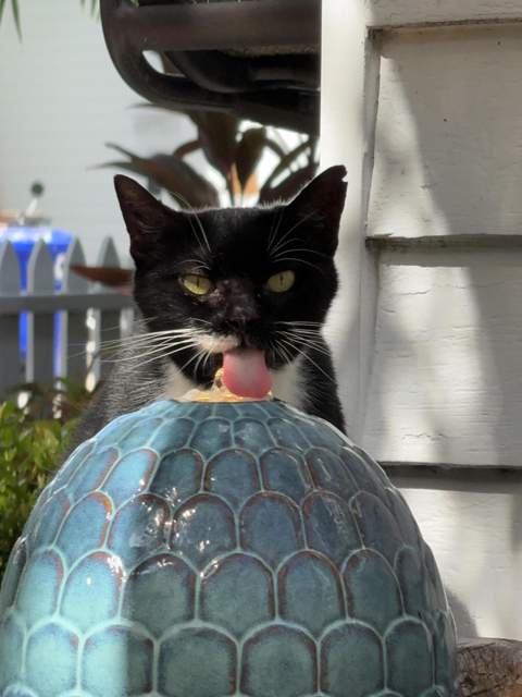 907 Frances Street, Key West FL - photo 14 of 51