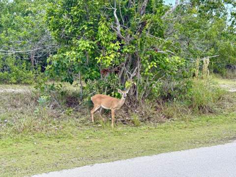 3962-3964 No Name Road, Big Pine Key FL - photo 19 of 19