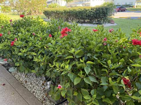81 Camden Drive #D, West Palm Beach FL - photo 6 of 19