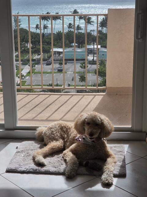 1865 S Ocean Drive #11N, Hallandale Beach FL - photo 20 of 20