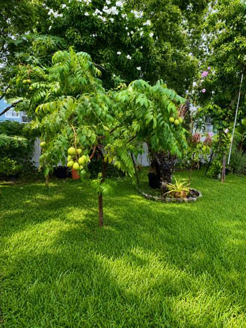 1412 SW 75th Avenue, North Lauderdale FL - photo 21 of 24