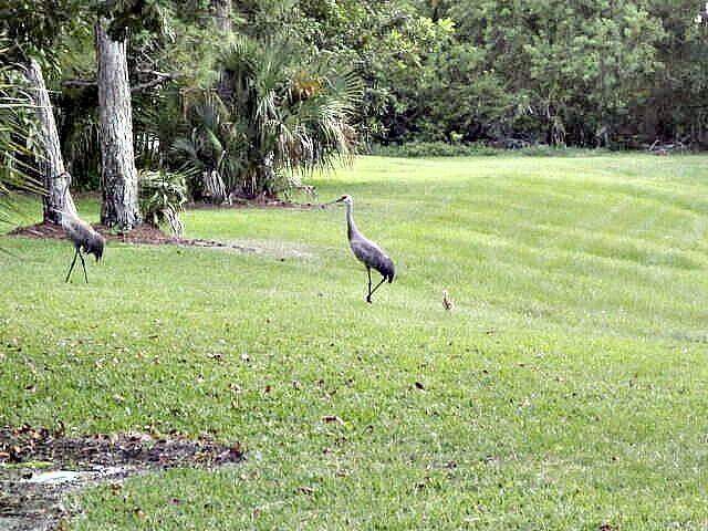 2 bedroom Condominium at 1604 SE Green Acres Circle #T103, Evergreen At Port St Lucie, A Condominium, Port St. Lucie — photo 4
