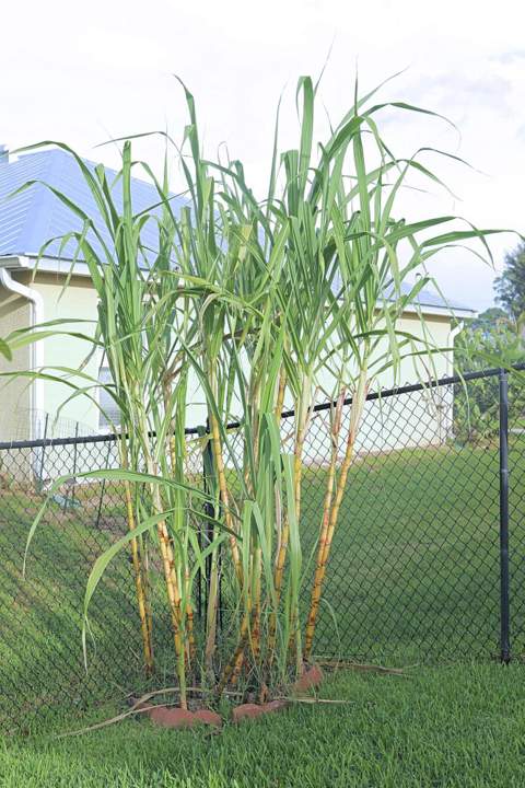 233 SW Parish Terrace, Port St. Lucie FL - photo 20 of 65