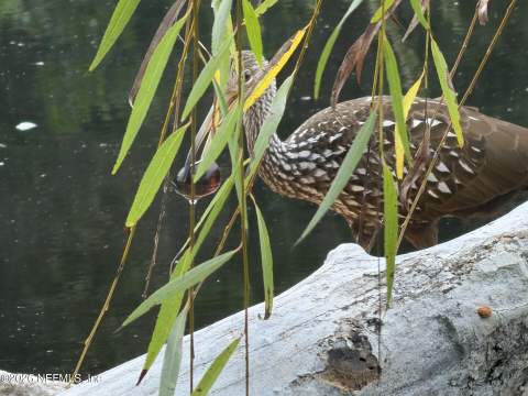 264 Ivy Lakes Drive, St. Johns FL - photo 6 of 7