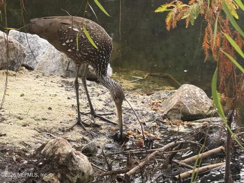 264 Ivy Lakes Drive, St. Johns FL - photo 7 of 7