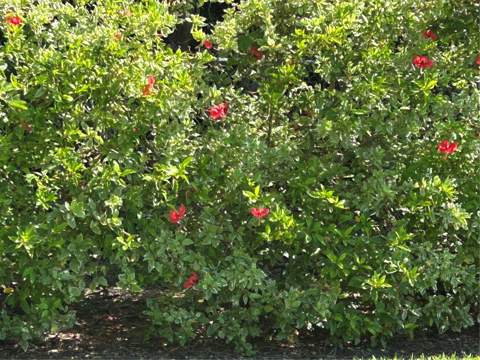146 Boca Ciega Point Blvd Boulevard #146, St Petersburg FL - photo 19 of 20