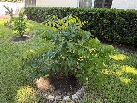 13006 Sunkiss Loop, Windermere FL - photo 13 of 52