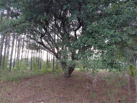14240 Lost Lake Road, Clermont FL - photo 8 of 47
