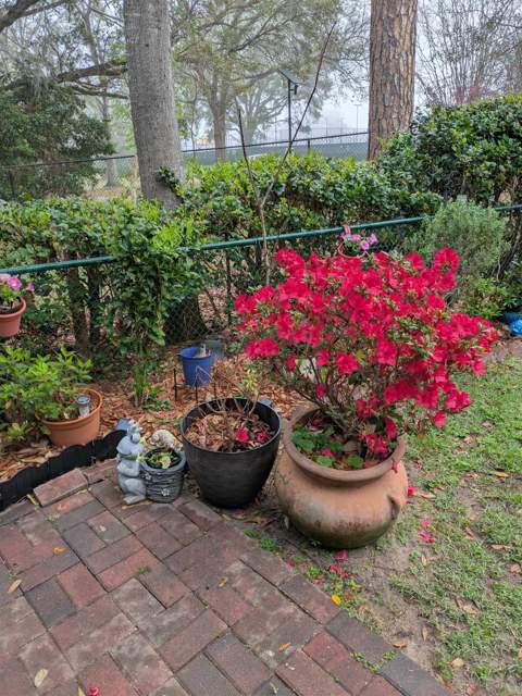 2949 Shamrock Street, Tallahassee FL - photo 19 of 24