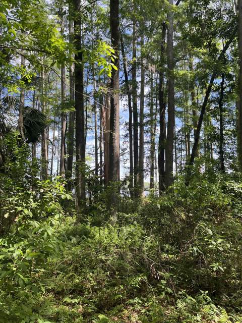 1858 Old Briar Trail, Tallahassee FL - photo 11 of 67