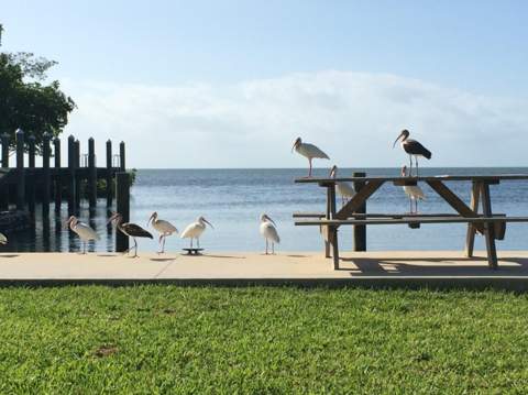 21540 21470 Overseas Highway, Cudjoe Key FL - photo 12 of 77