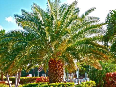 500 Burton Drive #3406, Key Largo FL - photo 22 of 44