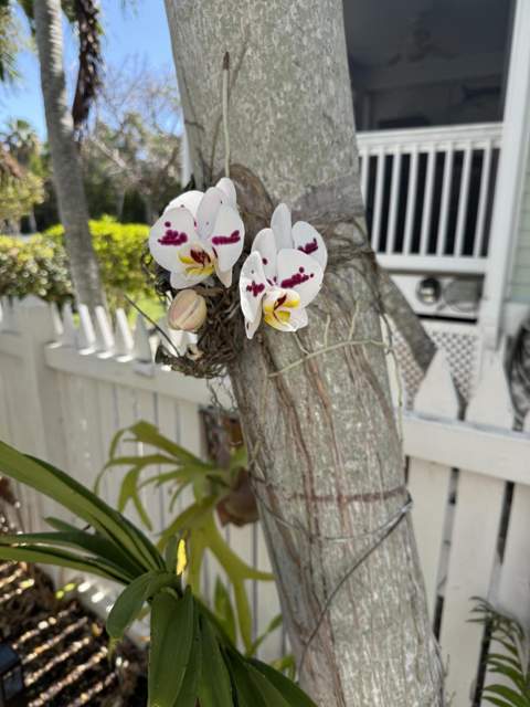 81 Golf Club Drive, Key West FL - photo 17 of 21