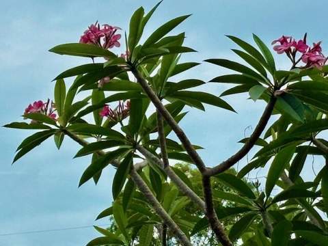 322 Mahogany Drive, Key Largo FL - photo 23 of 30