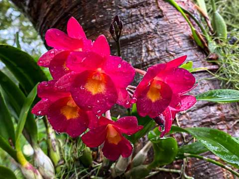 907 Frances Street, Key West FL - photo 15 of 51