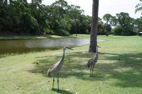 50 W Caribbean, Port St. Lucie FL - photo 24 of 32