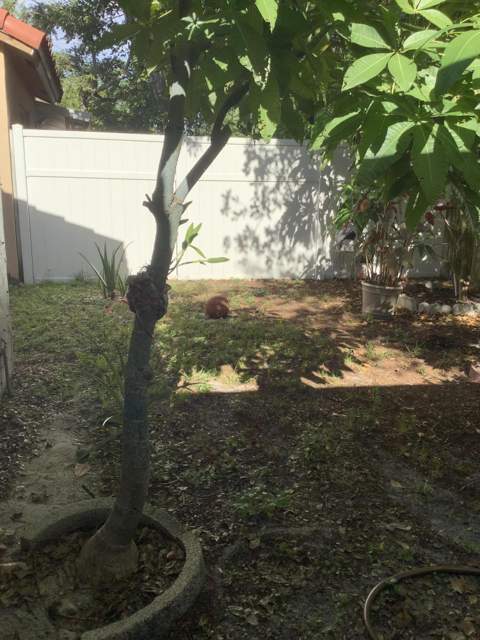 201 SW 98th Terrace, Pembroke Pines FL - photo 17 of 27