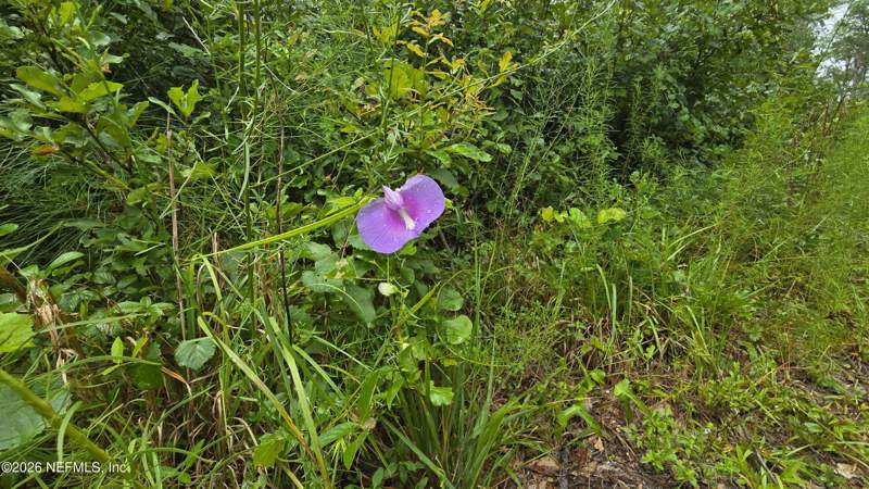 Unimproved Land at Lot 16 16th Street, Fox Hollow, Jasper — photo 4