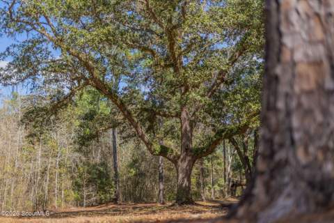 Tract 1 - 12321 Highway 185, Saint George GA - photo 12 of 48
