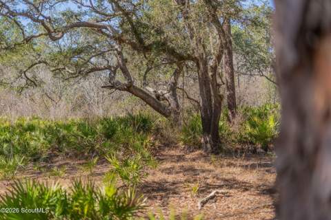 Tract 1 - 12321 Highway 185, Saint George GA - photo 23 of 48