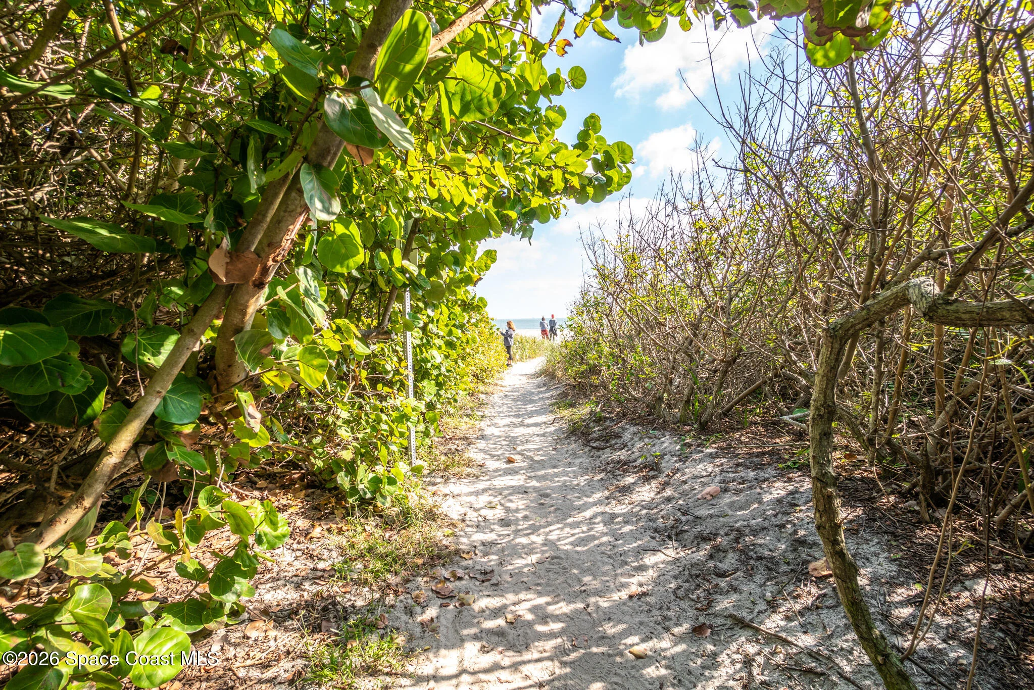 Ocean Woods